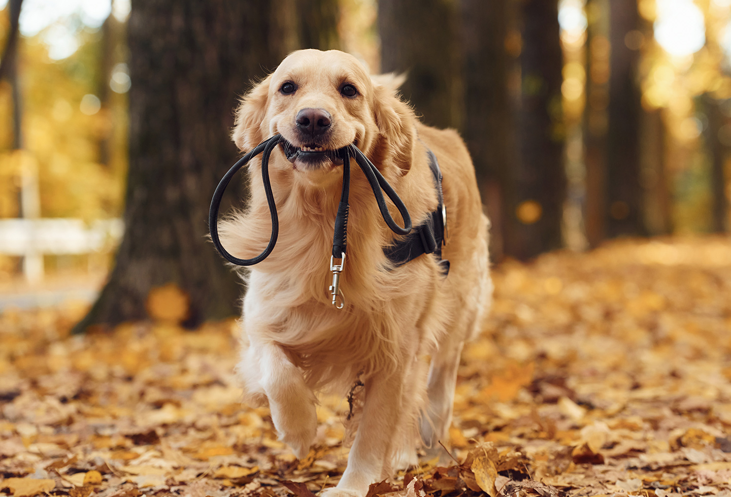 Como proteger o seu cão das lagartas do pinheiro