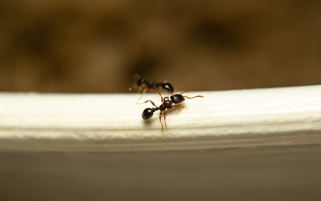 infestação de formigas