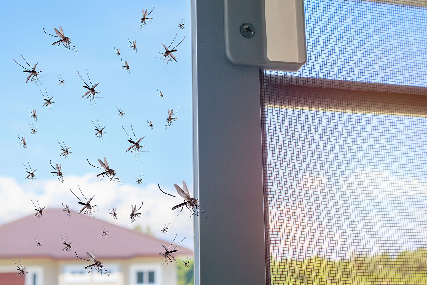 mosquitos em casa