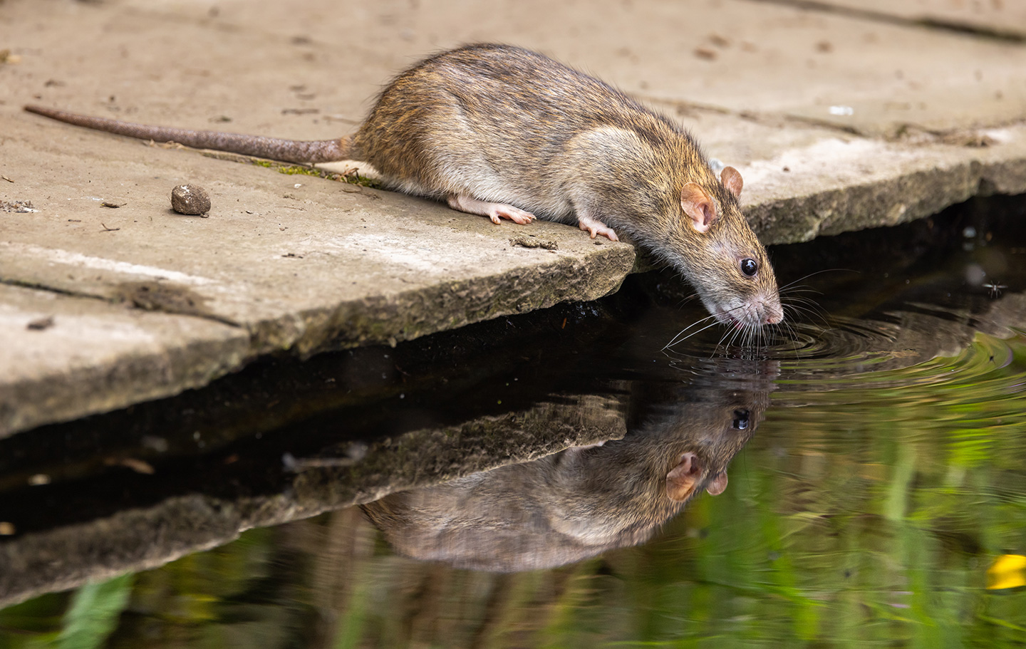 O perigo das águas residuais a céu aberto