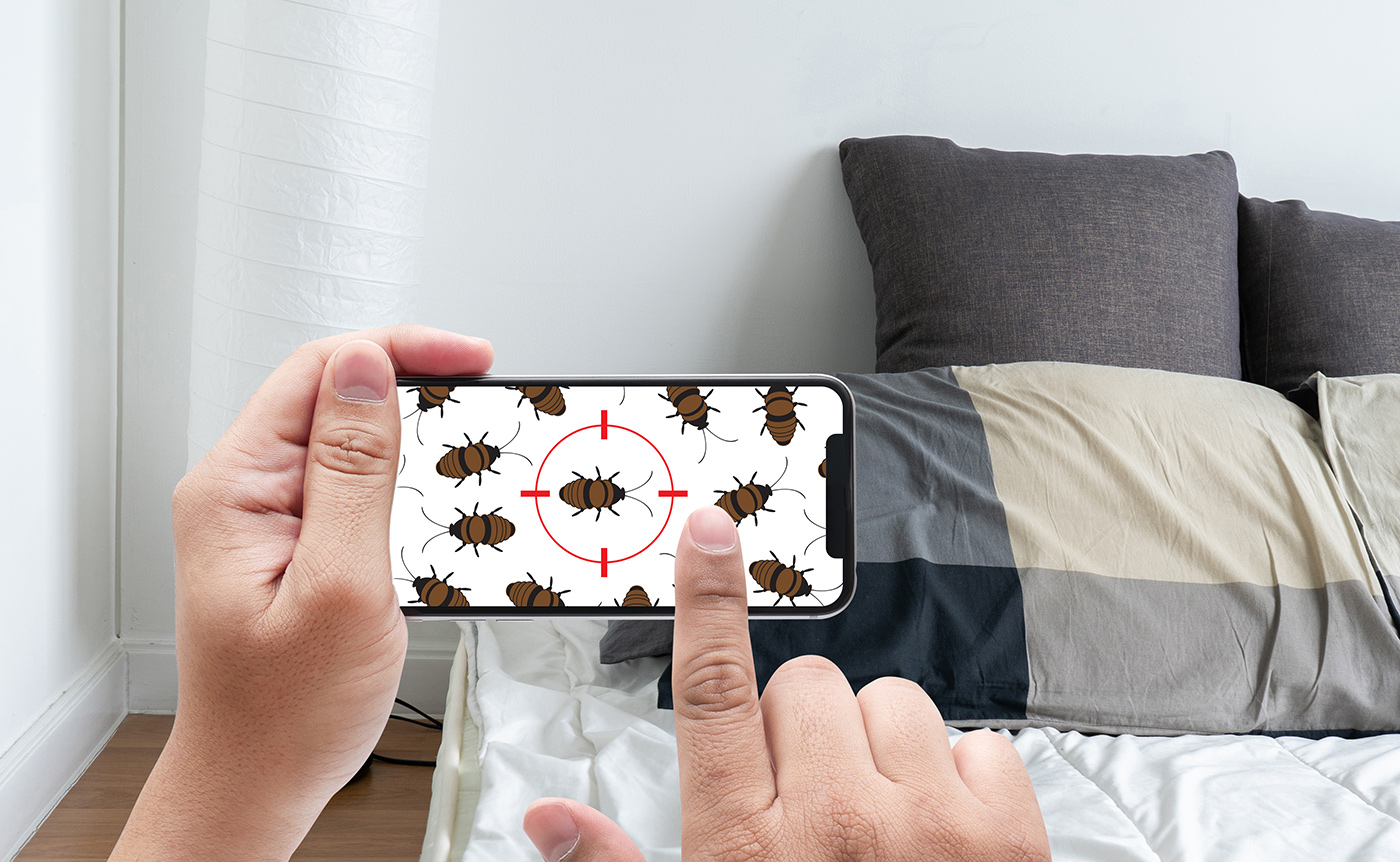 O que atrai os percevejos?