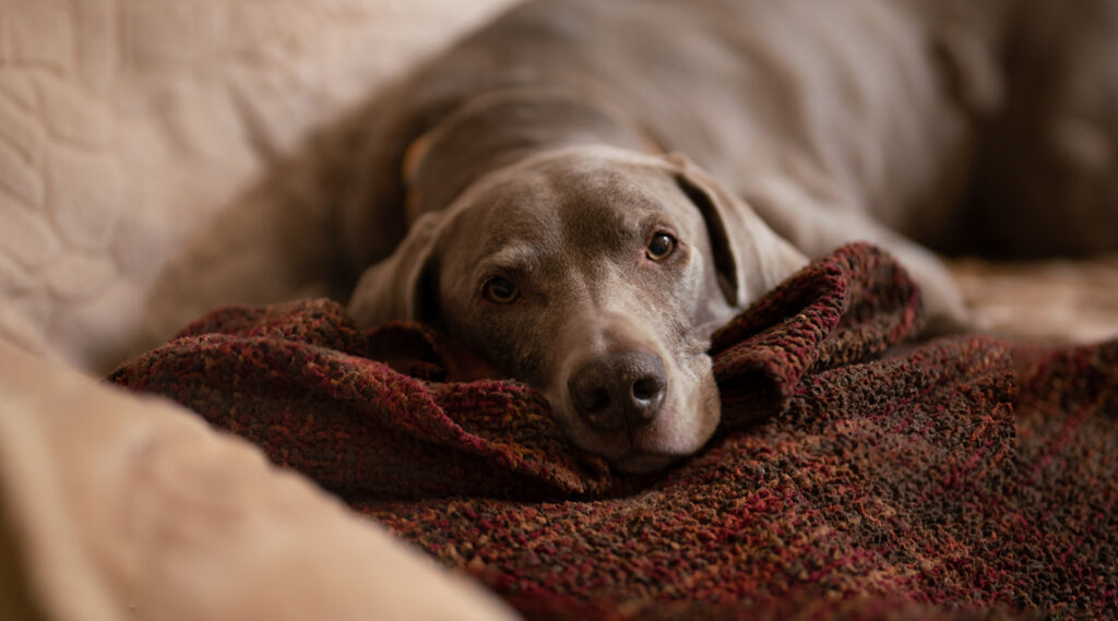 Parvovirose Canina