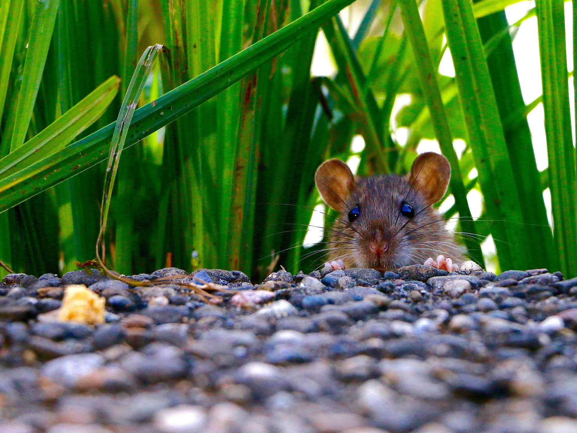ratos em casa